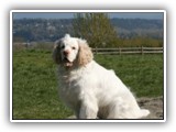 Clumber Spaniel: CH Bluemoon's Return to Me CGC