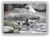 Clumber Spaniel: CH Bluemoon's Return to Me CGC