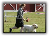 Clumber Spaniel: CH Bluemoon's Return to Me CGC