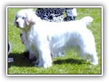 Clumber Spaniel: CH Bluemoon's Return to Me CGC