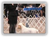 Clumber Spaniel: CH Bluemoon's Return to Me CGC