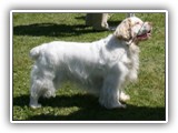 Clumber Spaniel: CH Bluemoon's Return to Me CGC