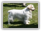 Clumber Spaniel: CH Bluemoon's Return to Me CGC
