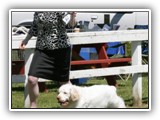 Clumber Spaniel: CH Bluemoon's Return to Me CGC