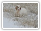 Clumber Spaniel: CH Bluemoon's Return to Me CGC