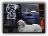 Clumber Spaniel: CH Bluemoon's Return to Me CGC