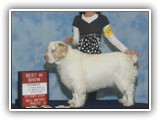 Clumber Spaniel: CH Bluemoon's Return to Me CGC