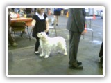 Clumber Spaniel: CH Bluemoon's Return to Me CGC