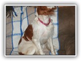 05-18-2013 poppy (1)