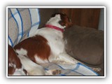 05-18-2013 poppy (3)