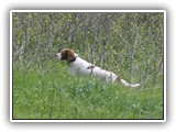 05-16-2016 grizzy (2)