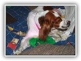 1-30-2013 Poppy (1)