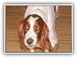 1-30-2013 Poppy (2)
