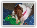 1-30-2013 Poppy (3)