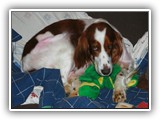 1-30-2013 Poppy (4)