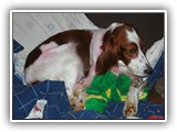 1-30-2013 Poppy (5)