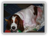 1-30-2013 Poppy (6)