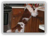 1-31-2013 kayleigh (2)