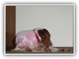 1-31-2013 poppy (1)