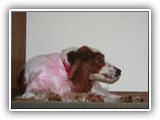 1-31-2013 poppy (2)