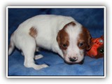 10-29-2018 Ember Litter Zuma (3)
