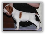 11-20-2018 ember litter zuma (2)