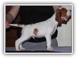 11-20-2018 ember litter zuma (3)