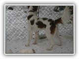 1-25-2016 apollo (3)