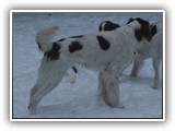 1-26-2016 apollo (3)