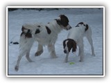 1-26-2016 apollo & apple (1)