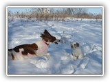 2-15-2013 Poppy & Gus (1)