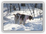 2-15-2013 Poppy (12)