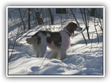 2-15-2013 Poppy (13)