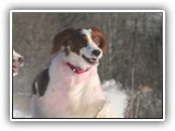 2-15-2013 Poppy (2)