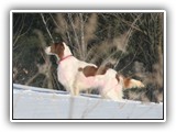 2-15-2013 Poppy (4)
