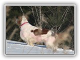 2-15-2013 Poppy (5)