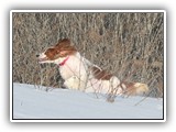 2-15-2013 Poppy (6)