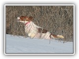 2-15-2013 Poppy (7)