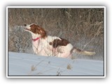 2-15-2013 Poppy (9)