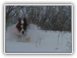 2-22-2013 poppy