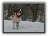 2-27-2013 poppy (1)