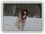 2-27-2013 poppy (2)