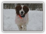 2-27-2013 poppy (3)