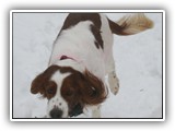 2-27-2013 poppy (4)