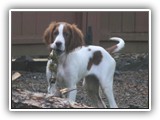 2014-03-07 apple (1)