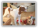 2014-03-07 apple (3)