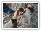 2014-03-07 kayleigh & apple (1)