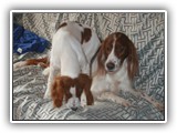 2014-03-07 kayleigh & apple (4)