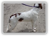 2019-04-28 Zuma (1)