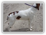 2019-04-28 Zuma (4)